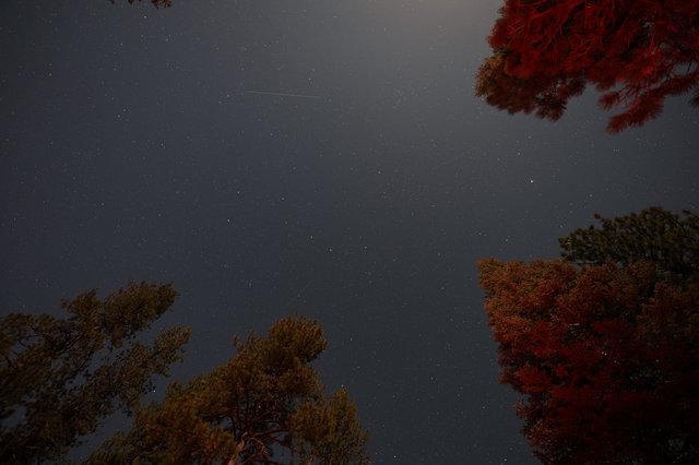 Meteor Streak Over Lassen's Autumn Forest Canopy