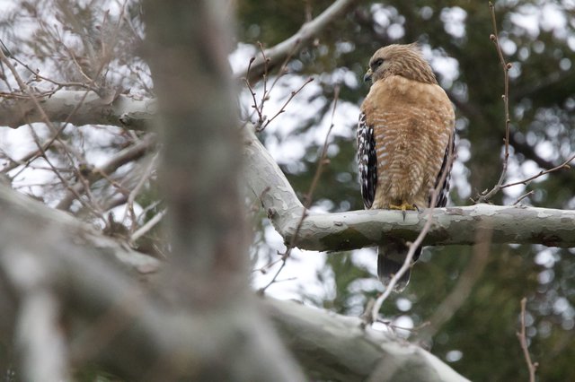 Red-Shouldered Hawk Perched on Winter Branch