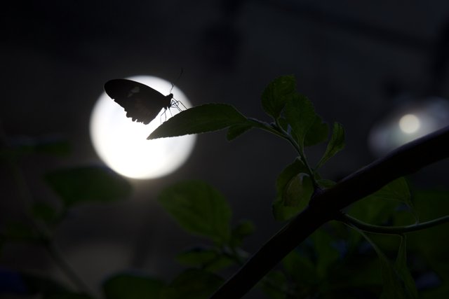 Moonlit Silhouette: A Nocturnal Encounter