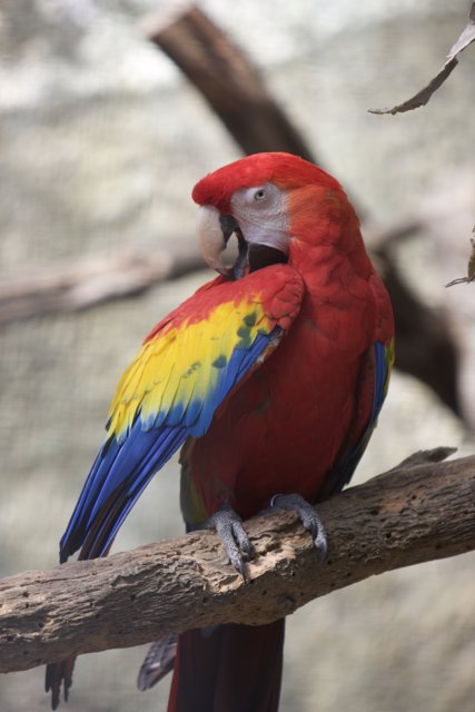 Beautiful Macaw on Branch
