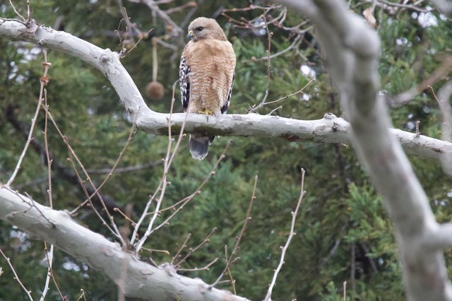 Red-shouldered Hawk Perched on Winter Branch