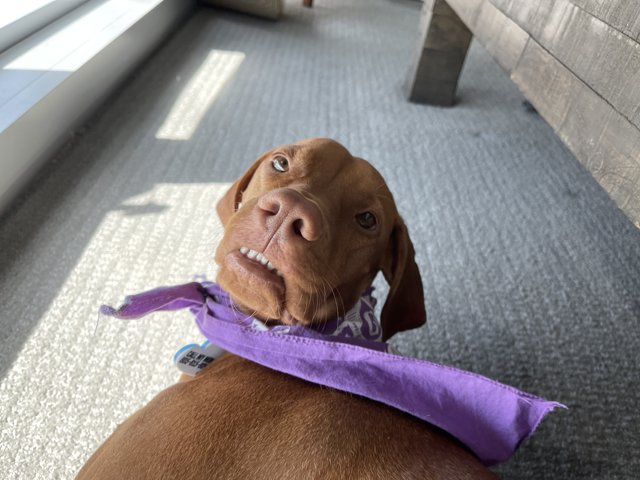 Regal Pup in Purple Scarf