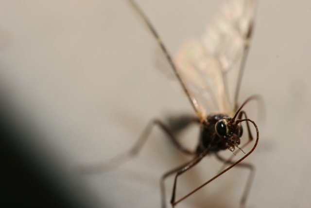 Long-legged Mosquito