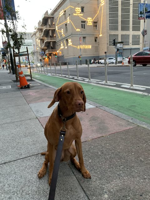 Sidewalk Companion