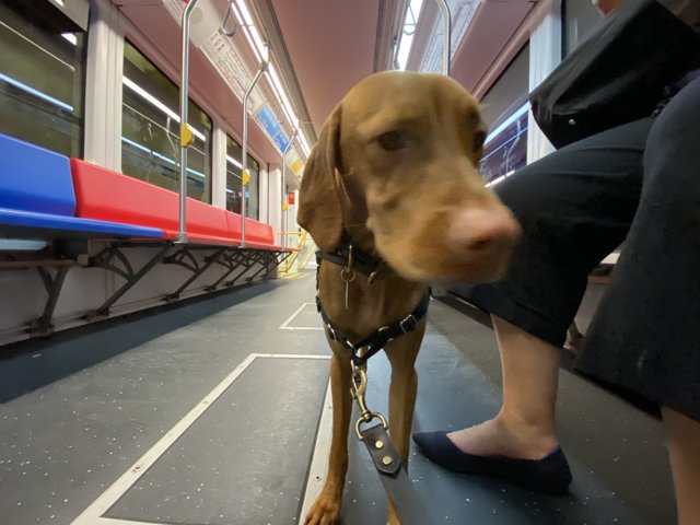 Canine Commuting