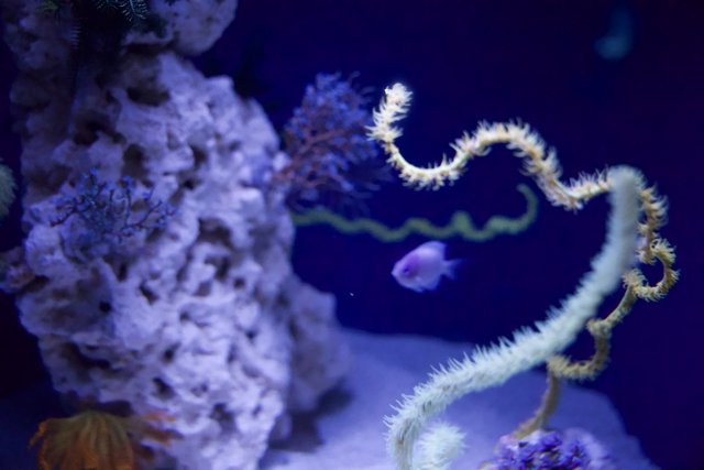 Underwater Magic: An Aquarium Adventure