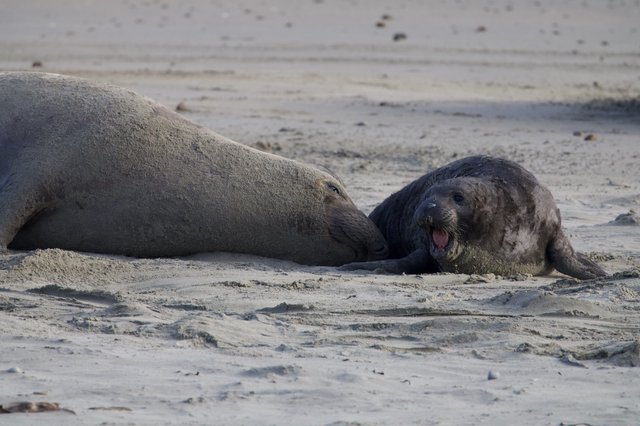 Elephant Seal Pup Vocalizing Next to Adult on Beach