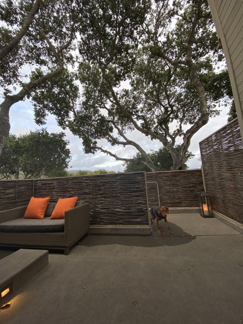 Cozy Outdoor Living Room with Furry Friend