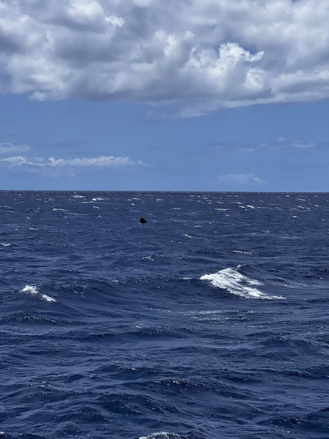 Majestic Whale Swimming in the North Pacific Ocean