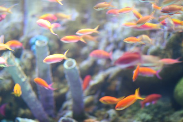Colorful Fish in an Aquarium