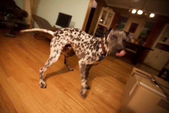 The Dalmatian and the Hardwood Floor
