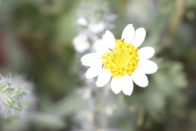 White Daisy with a Vibrant Yellow Center