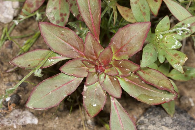 Red and Green Foliage