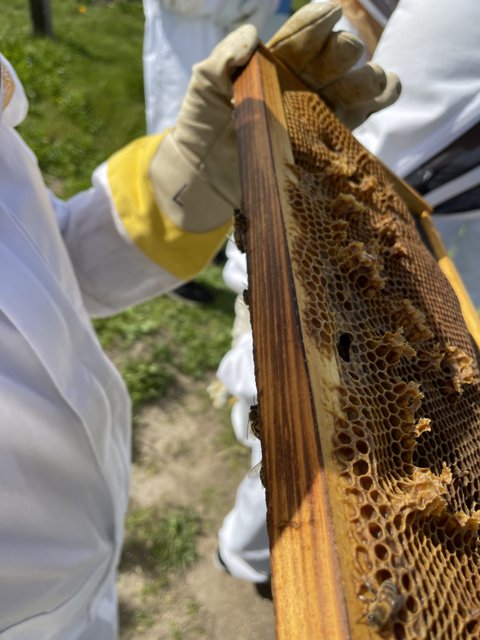 A Beekeeper and His Honeycomb Frame