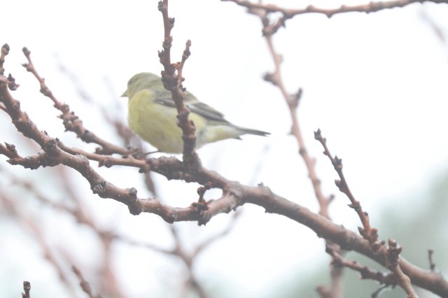 Yellow Finch Perched on Winter Branch