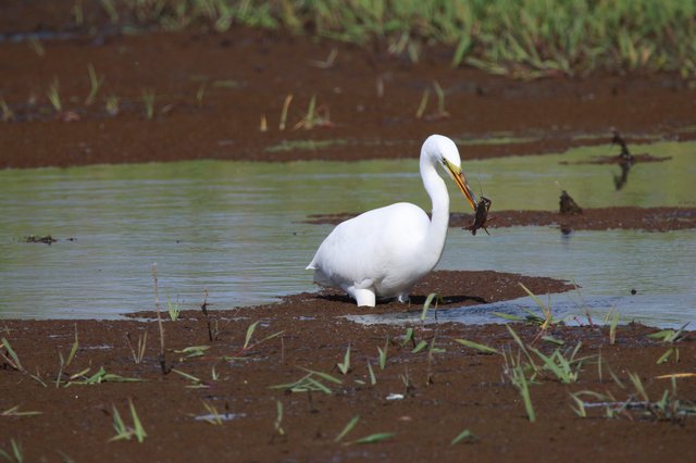 Great Egret Catching Prey in Shallow Wetland Waters
