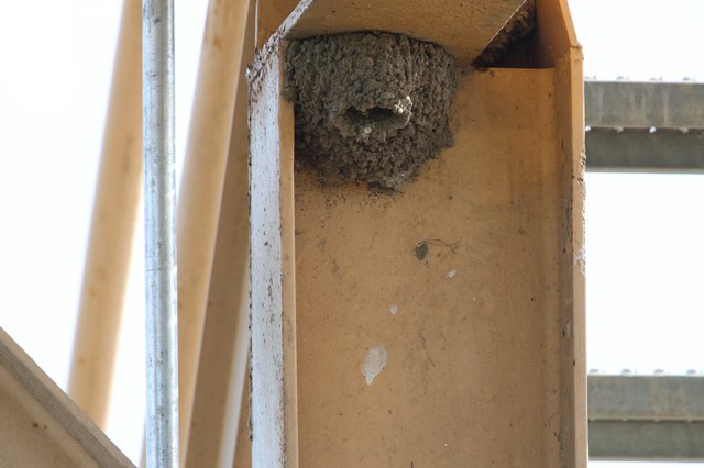 Cliff Swallow Mud Nest Under Wooden Structure