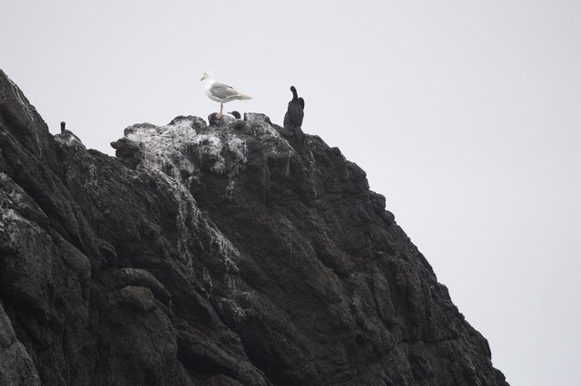 Seagull Reigns Over Rocky Coastal Outcrop