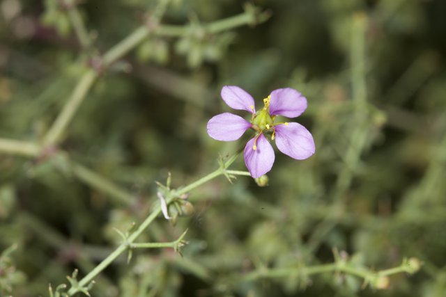 Purple Geranium Flower in Anza