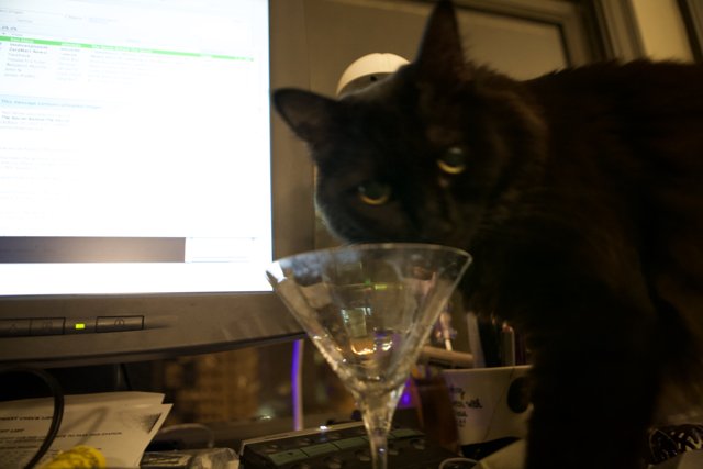 Cocktail Nights with Feline Friends