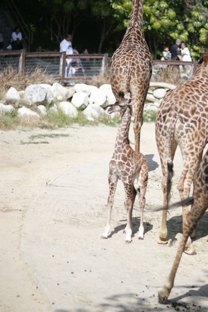 Giraffe Family Moment