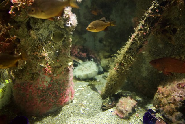 Enthralling Depths: An Underwater Spectacle at Monterey Bay Aquarium