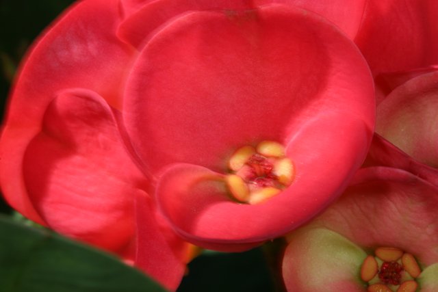 Red Begonia in Full Bloom