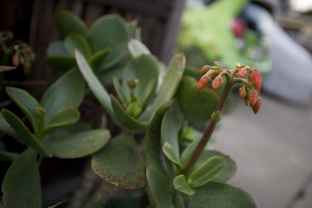 Desert Succulent with Pink Blooms in Urban Setting