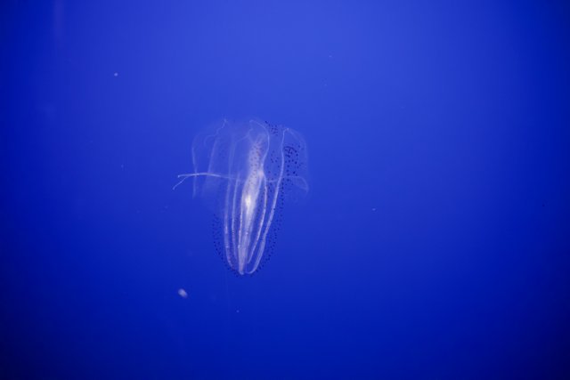 Ethereal Jellyfish in Monterey Bay Aquarium, 2023
