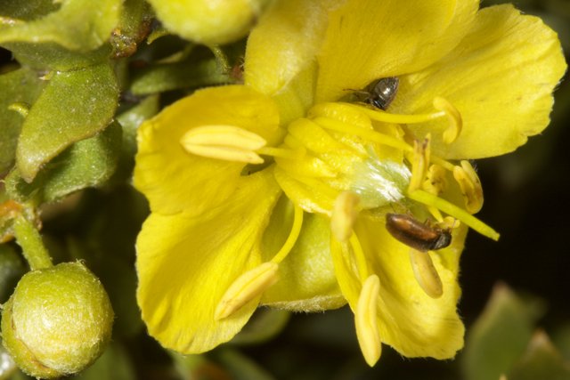 Bee on Yellow Geranium
