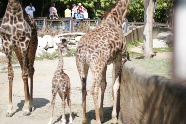 Giraffes at the Zoo