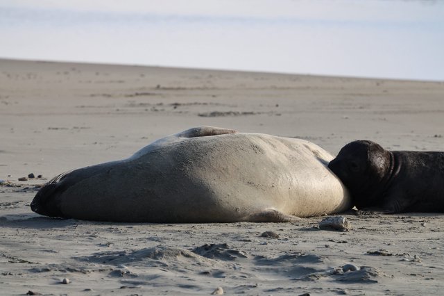 Elephant Seal Resting on Drakes Beach Shore