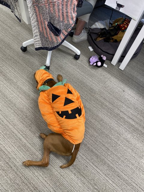 Pumpkin Pooch