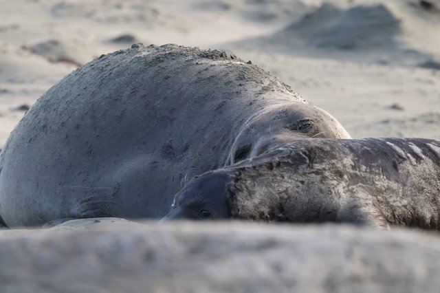 Elephant Seal Mother and Pup Resting on Beach