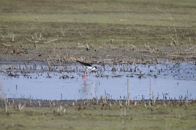 Black-necked Stilt Foraging in Flooded Agricultural Wetland