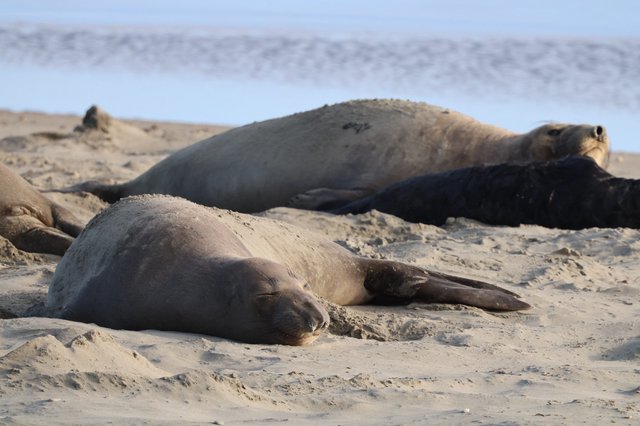 Elephant Seals Resting on Sandy Beach at Drakes Beach