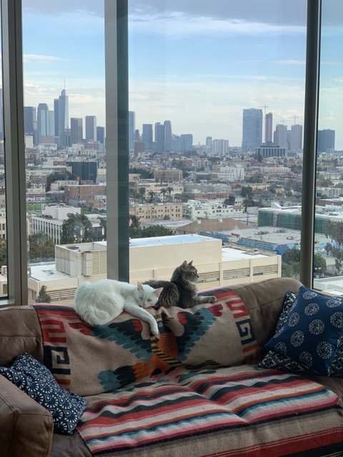 A Cat's View of the Cityscape