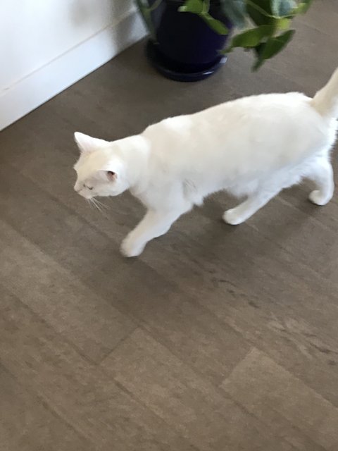 White Cat Strolls on Hardwood Flooring