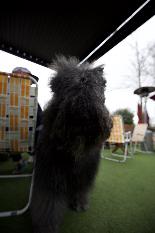 Fluffy Black Dog Under Umbrella in Garden