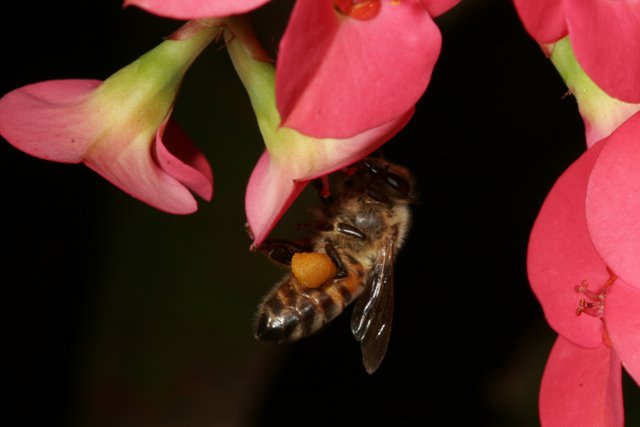 Buzzing Bee on Pink Petals
