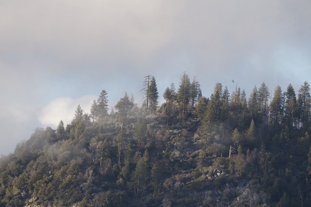 Forest Hillside Through Wildfire Smoke and Haze