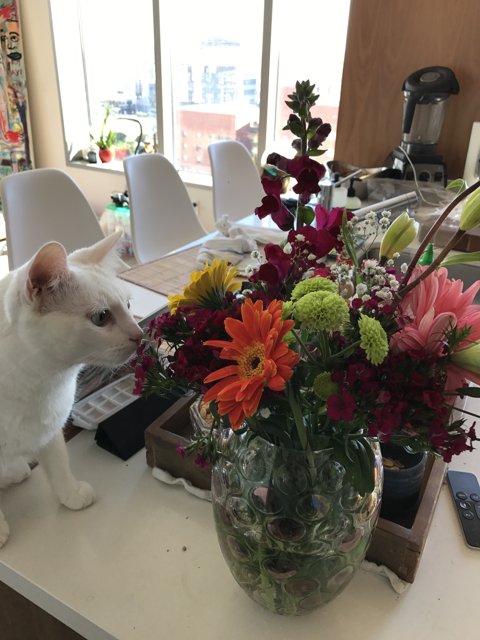 Cat and Flowers at The Broad