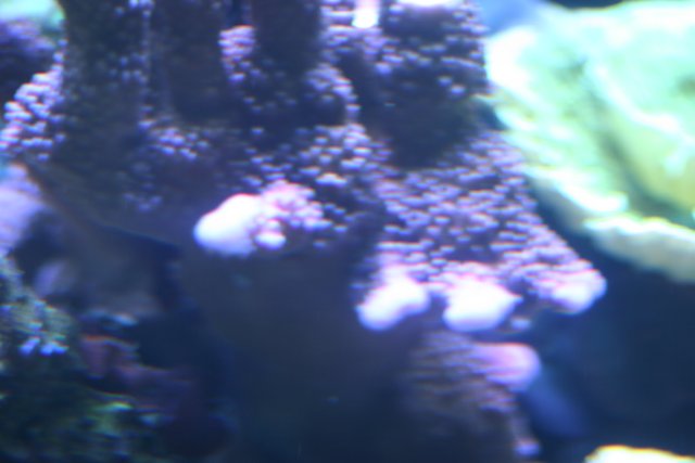Close Up of a Coral with White Dots