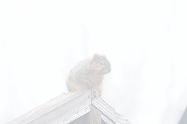 Backyard Squirrel Perched in Foggy Winter Light