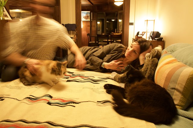 Lazy Evening with Cats on a Cozy Bed