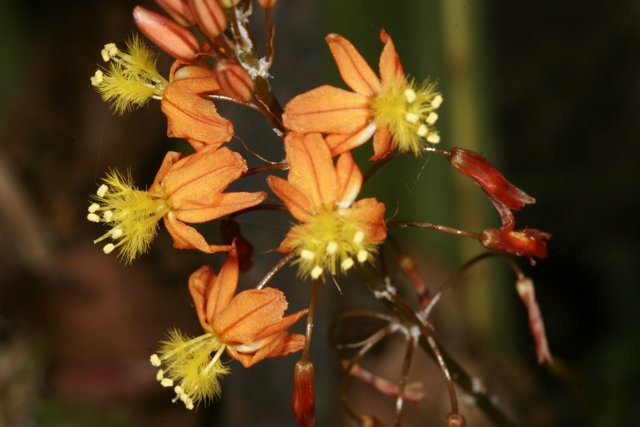 Beautiful Orange Flowers with Yellow Centers