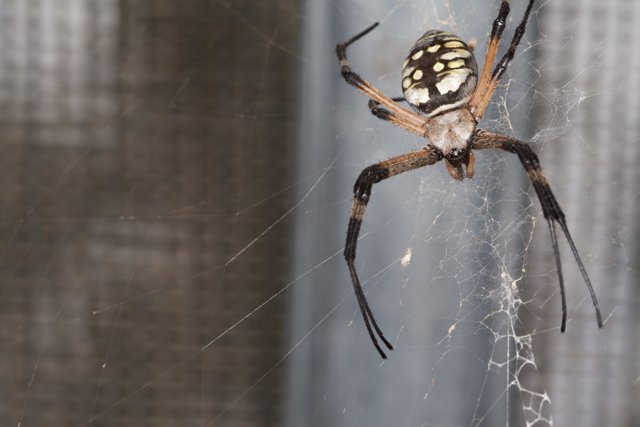 Garden Spider on a Spiderweb