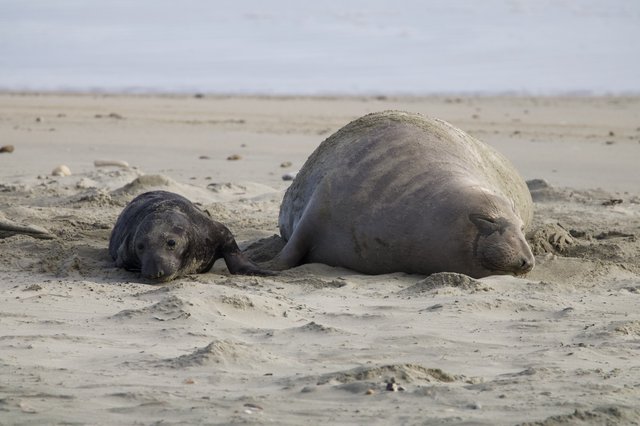 Elephant Seal Mother and Newborn Pup Resting on Beach