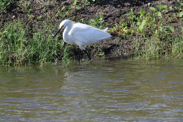Snowy Egret Foraging Along Muddy Waterside