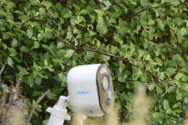 Security Camera Nestled Among Green Foliage